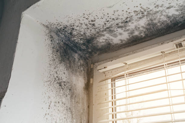 Trusted Basement Mold Remediation service in Port Matilda, PA - Cheap Mold Removal